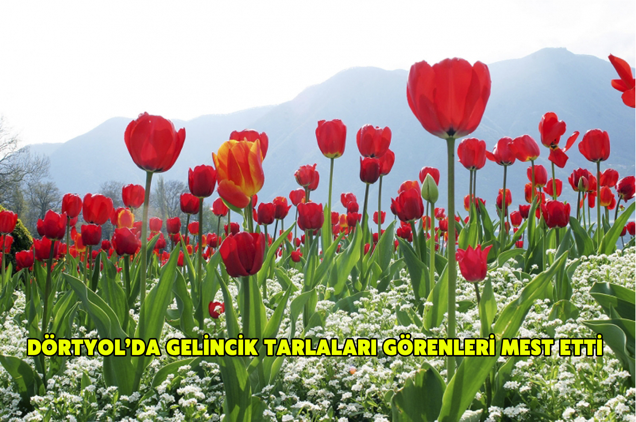 Dörtyol’da gelincik tarlaları görenleri mest etti