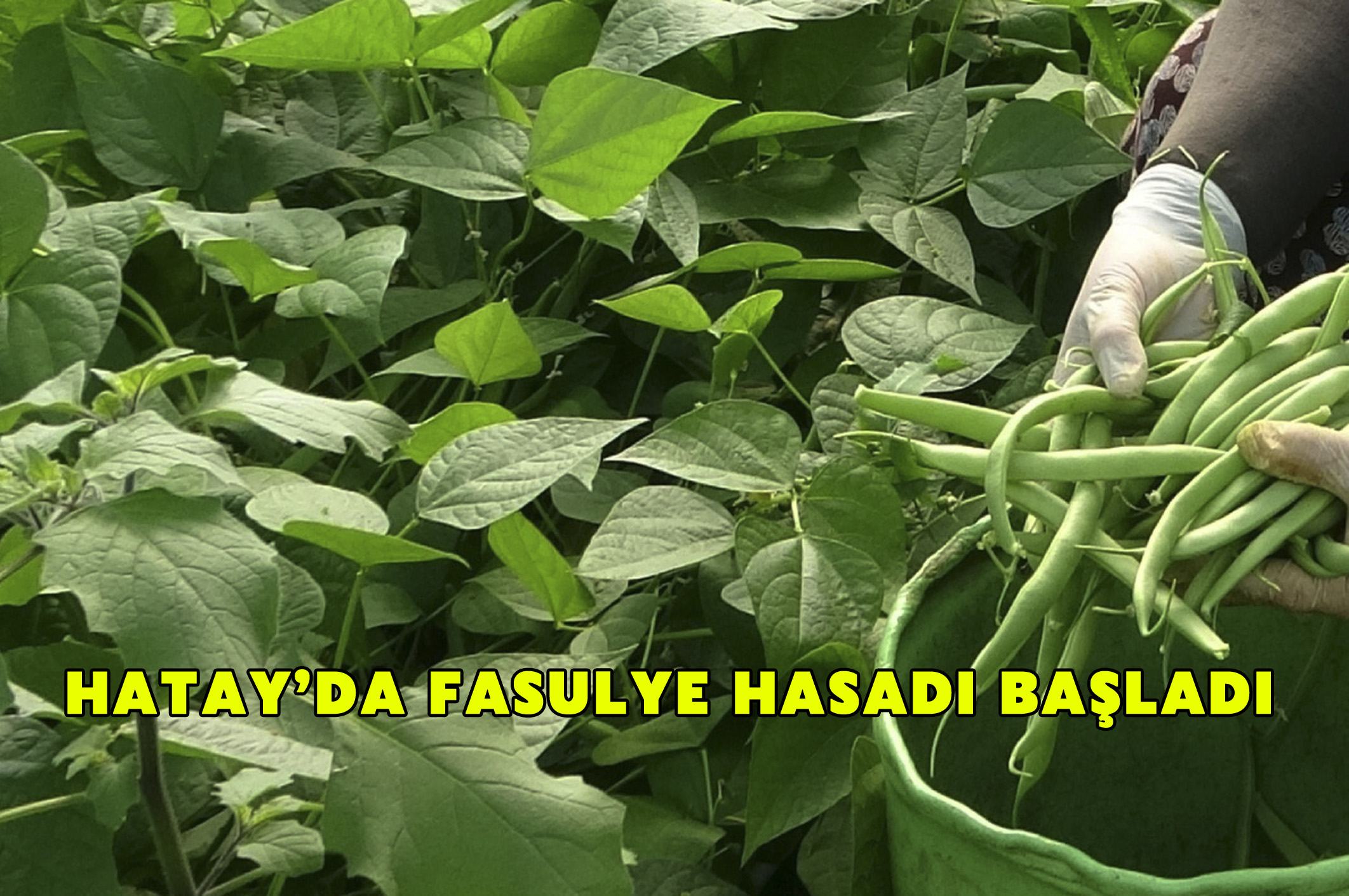 Hatay’da fasulye hasadı başladı