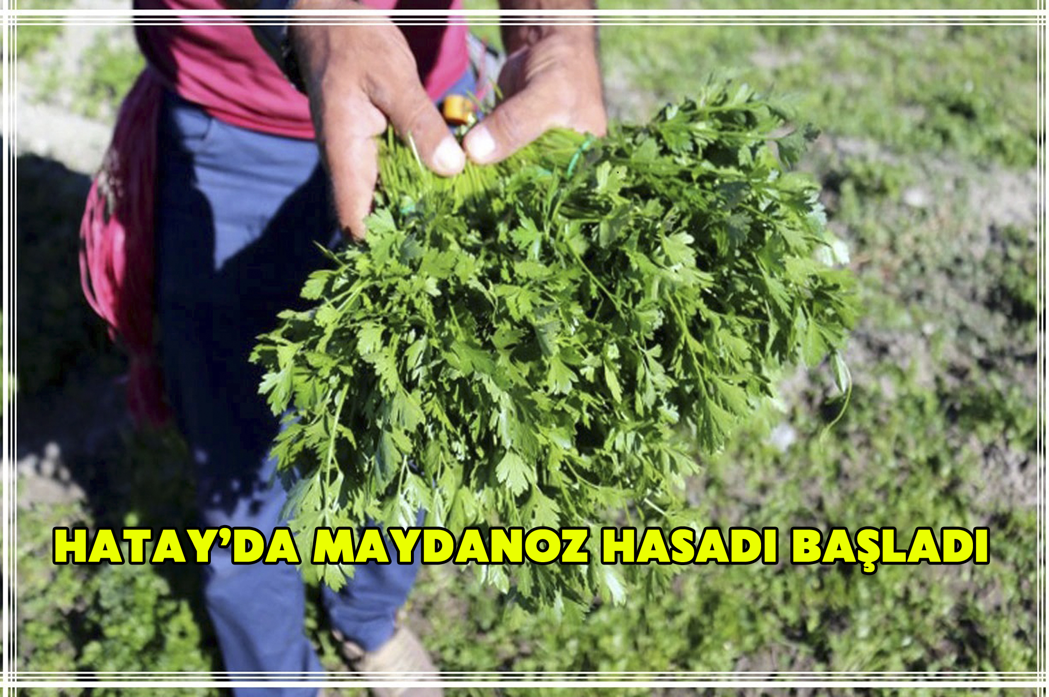 Hatay’da maydanoz hasadı başladı