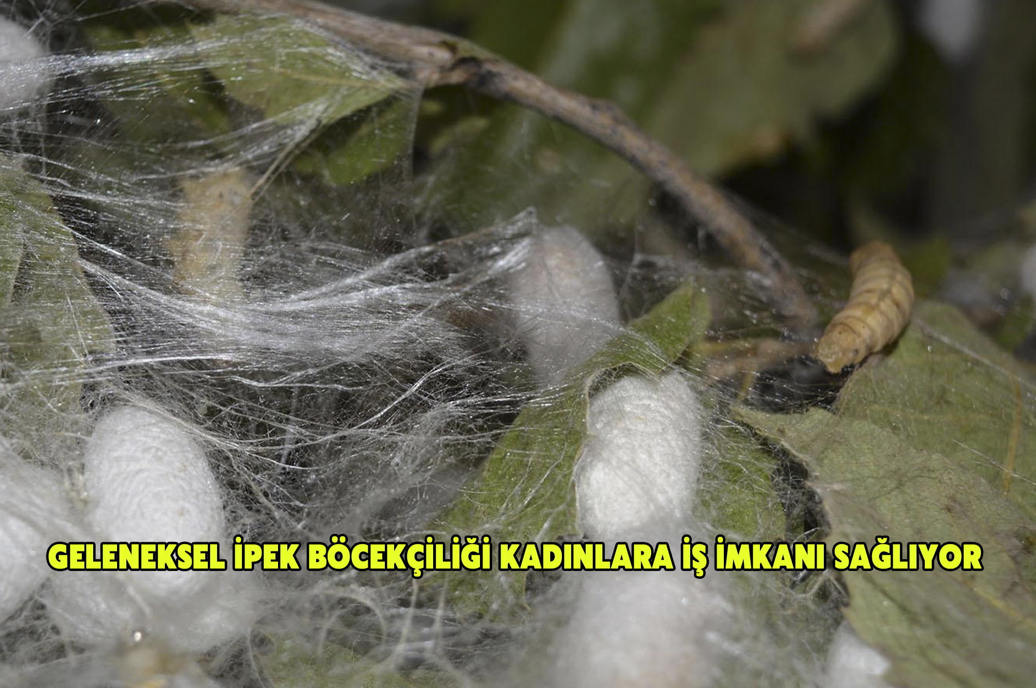 Geleneksel İpek Böcekçiliği kadınlara iş imkanı sağlıyor