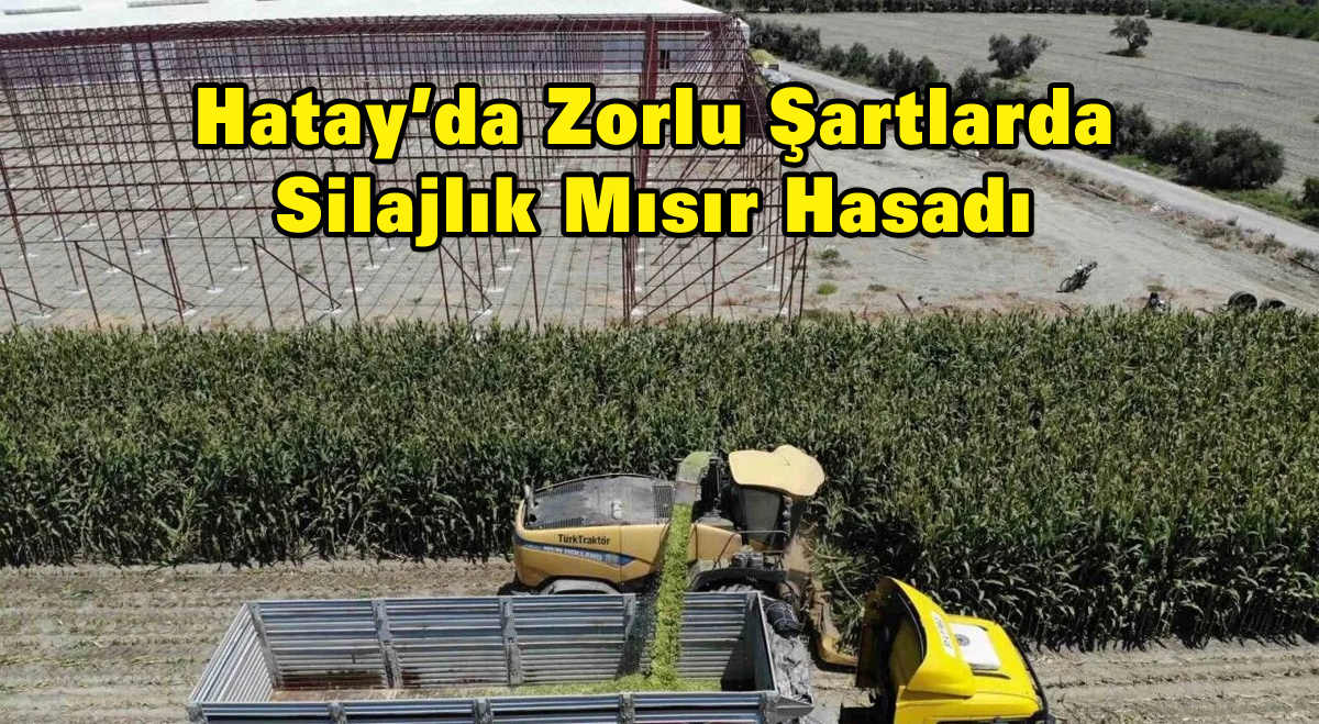 Hatay’da Zorlu Şartlarda Silajlık Mısır Hasadı