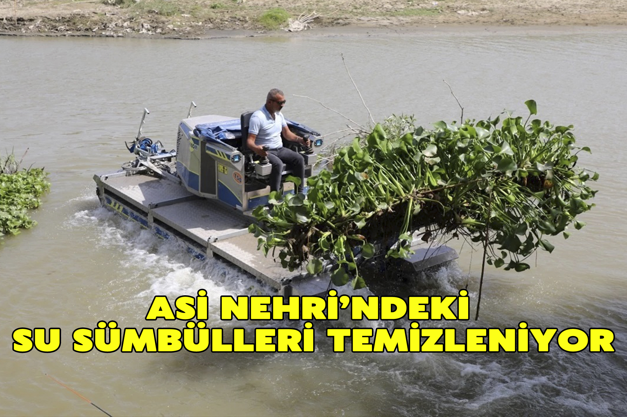 Asi Nehri’ndeki Su Sümbülleri Temizleniyor