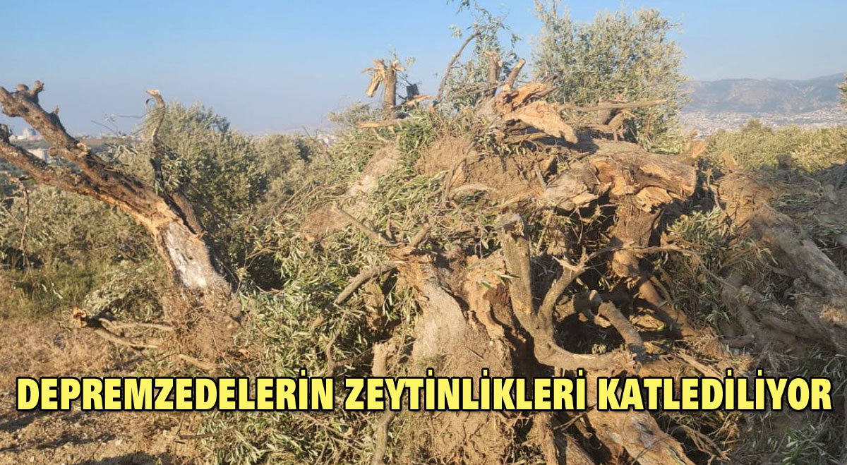 Depremzedelerin zeytinlikleri katlediliyor