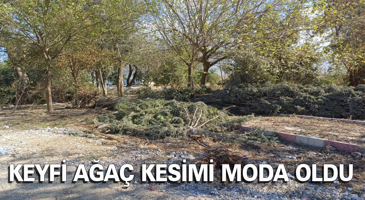 Keyfi ağaç kesimi moda oldu