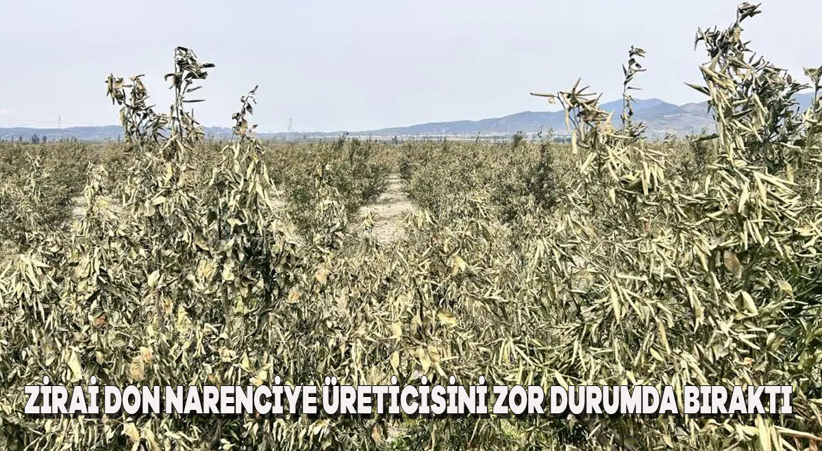 Zirai Don, Narenciye Üreticisini Zor Durumda Bıraktı