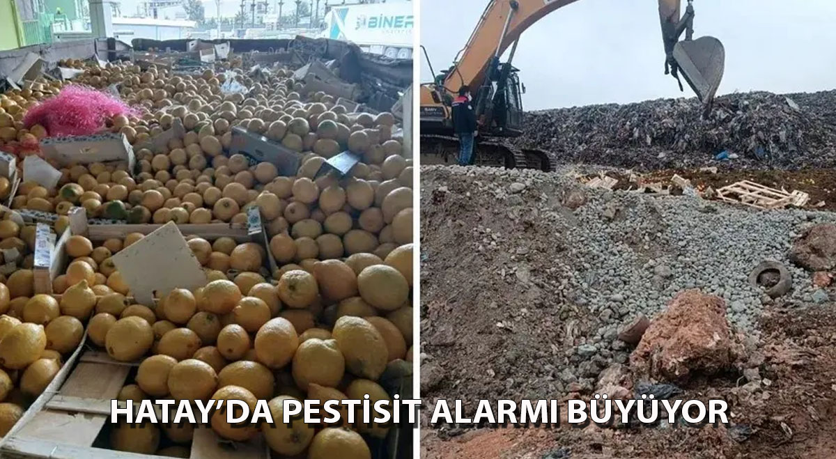 Hatay’da Pestisit Alarmı Büyüyor