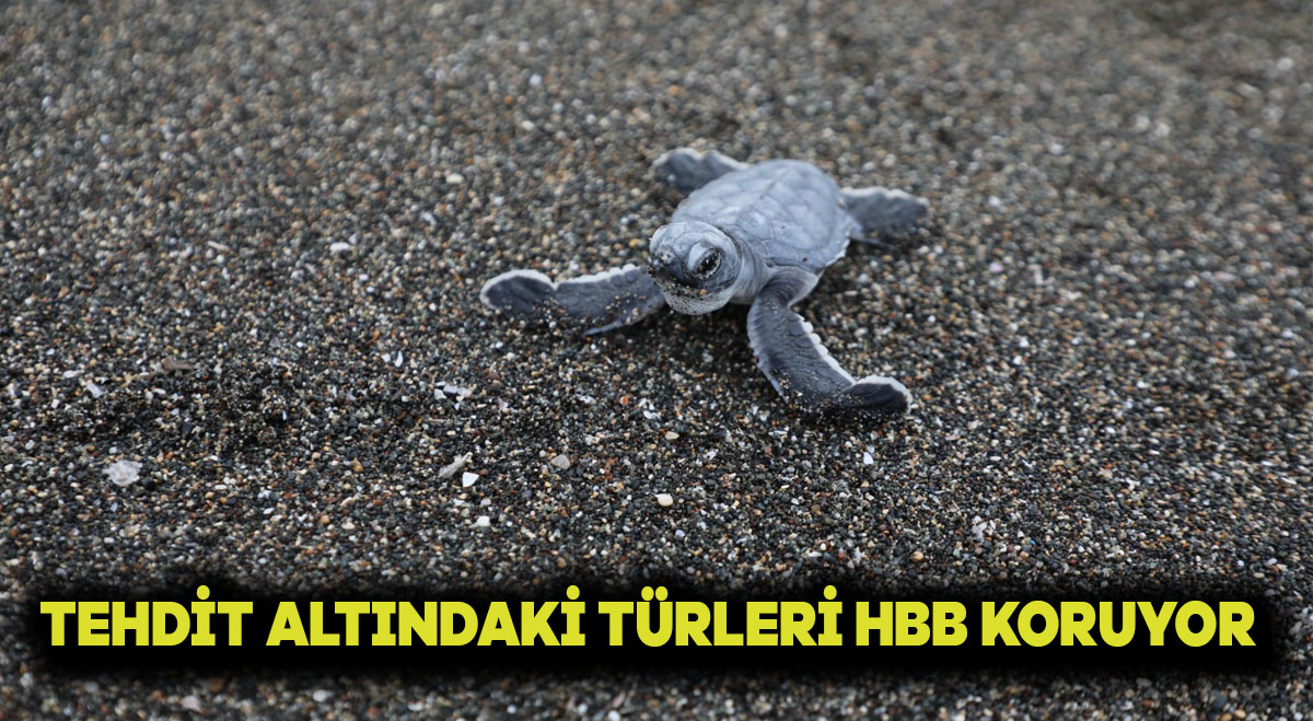 TEHDİT ALTINDAKİ TÜRLERİ HBB KORUYOR
