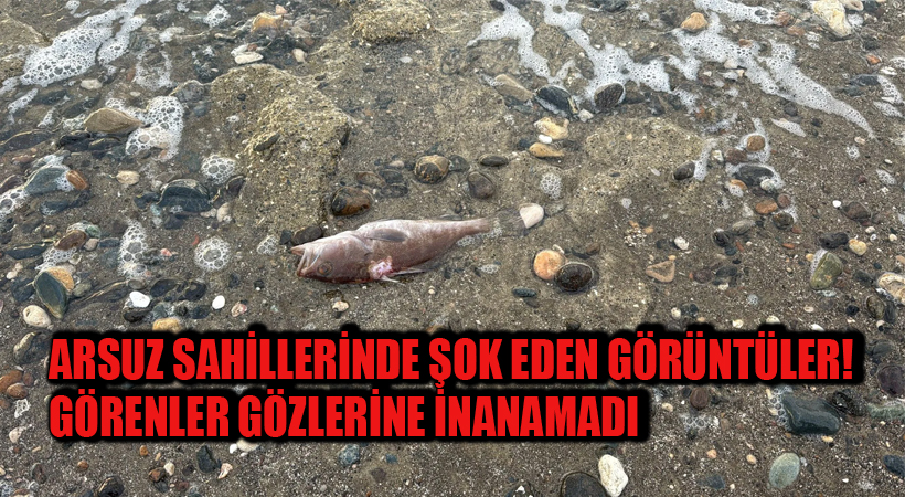 Arsuz Sahillerinde Şok Eden Görüntüler! Görenler Gözlerine İnanamadı